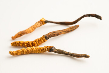 Cordyceps or Ophiocordyceps sinensis mushroom herb is fungus for used as medicine on white background.