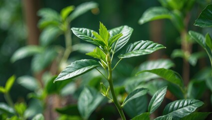 Fototapeta premium Close-up of Anredera cordifolia plant with soft focus