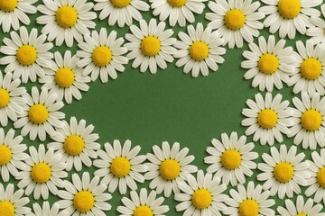 Daisy-like herbal blooms for calming teas