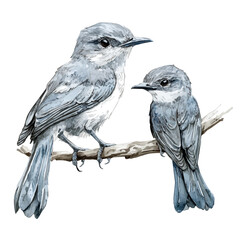 A Mother Cuckooshrike With Her Kid, watercolor painting vector, isolated on a white background.