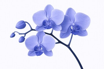 Vibrant orchid branch showcasing colorful bloom against a plain white backdrop