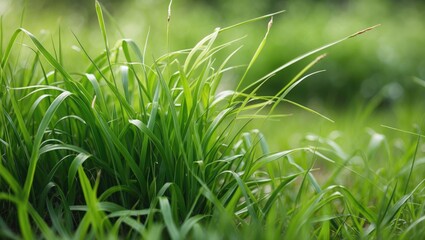 Obraz premium Stunning lush green landscapes captured with mobile photography