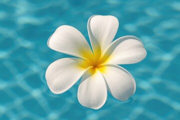 Naklejka premium Gorgeous Blossoms: Frangipani Flowers