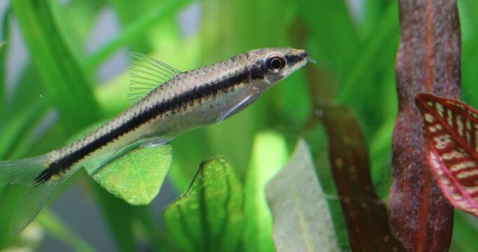 An aquarium fish Crossocheilus siamensis rests on a large green leaf of the aquarium plant Echinodorus uruguaensis. Green plant tank with Sae Siamese Algae Eater decorative fish, carp family
