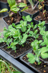 Young Sugar Snap Pea Seedlings in Trays – Vegetable Growing at Home