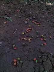 soil and plants in garden