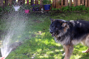 German shepherd dog with water sprinkler in the garden. Selective focus.