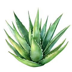 watercolor vector of An Aloe Vera Plant, isolated on a white background.