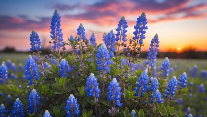 Vibrant Bluebonnet Full Bloom Sunset