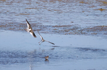 two redshanks landing on the lake, redshanks flying just above the blue lake, slight waves on the...