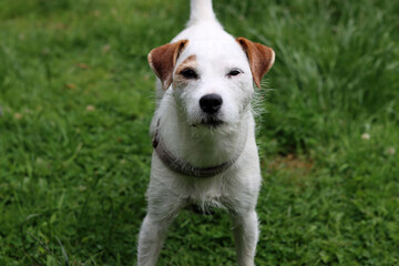 Portrait of a Jack Russell Terrier. Jack Russell Terrier in the garden on a sunny summer day.