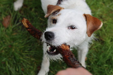 Portrait of a Jack Russell Terrier. Jack Russell Terrier in the garden on a sunny summer day.