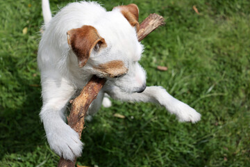 Portrait of a Jack Russell Terrier. Jack Russell Terrier in the garden on a sunny summer day.