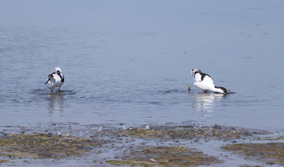 two avocets in shallow water, one avocet searches for food and dips its beak into the water, avocet...