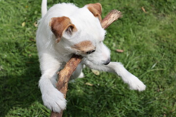 Jack Russell Terrier puppy playing with a stick in the garden.