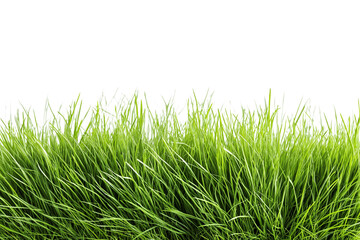 Vibrant and healthy green grass isolated on white background