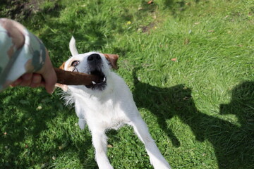 Jack Russell Terrier puppy playing with a stick in the garden.