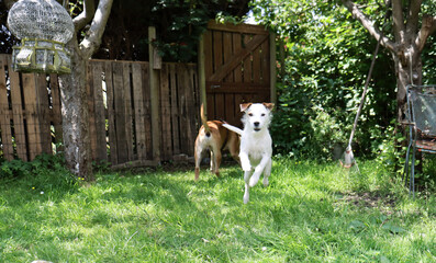 Two dogs playing in the garden on a sunny summer day. Selective focus.