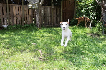 Jack Russell Terrier standing in the grass on a sunny day.