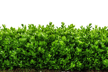 Obraz premium vibrant green bush isolated on white background