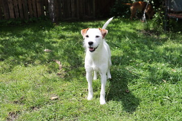 Jack Russell Terrier standing in the grass on a sunny day.