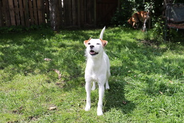 Jack Russell Terrier standing in the grass on a sunny day.