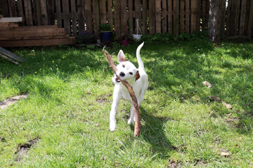 Jack Russell Terrier standing in the grass on a sunny day.