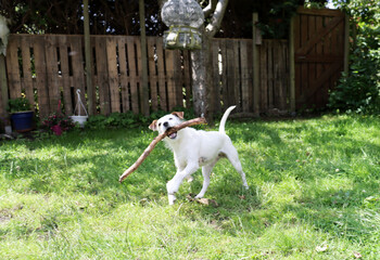 Jack Russell Terrier puppy playing with a stick in the garden.