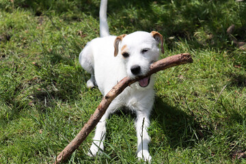 Jack Russell Terrier puppy playing with a stick in the garden.