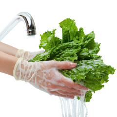 Hands Washing Fresh Green Lettuce Under Running Water in a Clean Kitchen Setting on transparent background