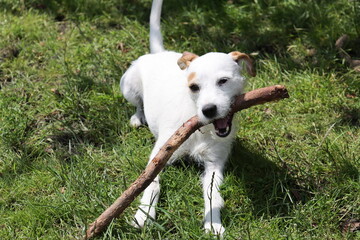 Portrait of a Jack Russell Terrier. Jack Russell Terrier in the garden on a sunny summer day.