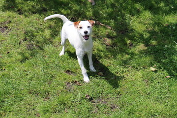 Jack Russell Terrier standing in the grass on a sunny day.