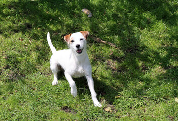 Jack Russell Terrier standing in the grass on a sunny day.