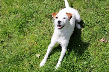 Portrait of a Jack Russell Terrier. Jack Russell Terrier in the garden on a sunny summer day.