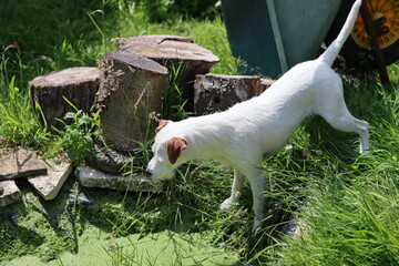 White Jack Russell Terrier on the edge of a pond with green algae