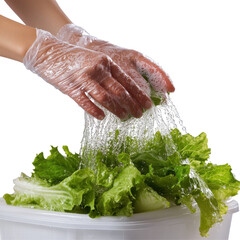 Hands in gloves washing fresh lettuce in a bowl, emphasizing cleanliness and healthy food preparation. on transparent background