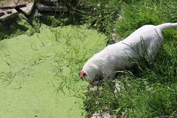White Jack Russell Terrier on the edge of a pond with green algae