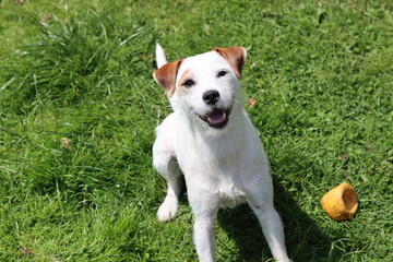 Portrait of a Jack Russell Terrier. Jack Russell Terrier in the garden on a sunny summer day.