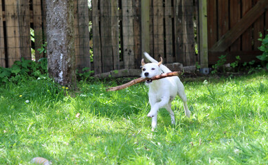 Jack Russell Terrier puppy playing with a stick in the garden.