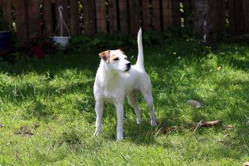 Jack Russell Terrier standing in the grass on a sunny day.