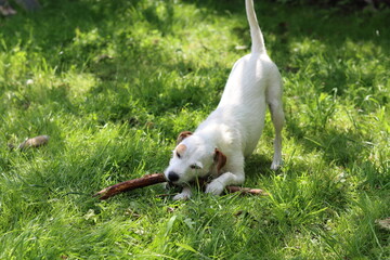 Jack Russell Terrier standing in the grass on a sunny day.