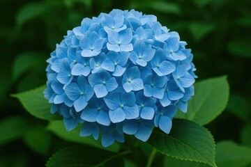Detailed shot of a blue hydrangea flower