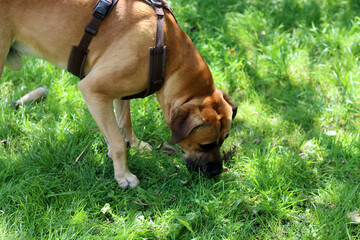 Dog playing on the grass in the park, closeup of photo