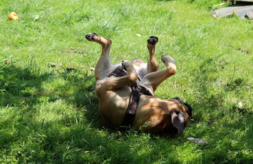 Boxer dog playing on the grass in the park. Dog lying on the grass with its legs up.