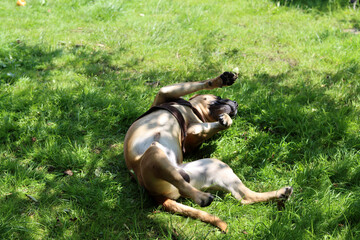 Boxer dog playing on the grass in the park. Dog lying on the grass with its legs up.
