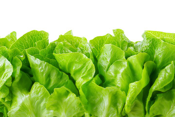 vibrant lettuce leaves isolated on white background
