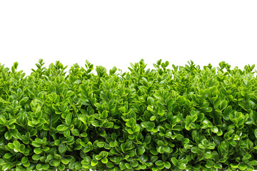 Obraz premium vibrant and dense green hedge natural border isolated on white background