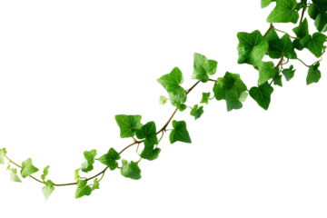 vibrant green ivy leaves gracefully curving across the frame isolated on white background