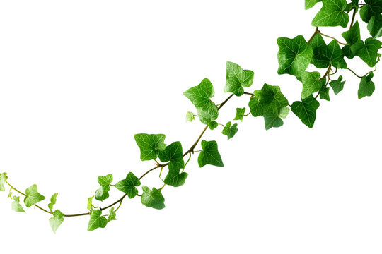 vibrant green ivy leaves gracefully curving across the frame isolated on white background