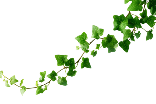 vibrant green ivy leaves gracefully curving across the frame isolated on white background